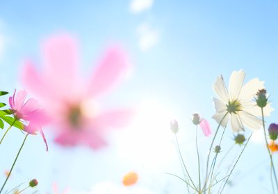 Soft focus of cosmos flowers on sunlight and clear blue sky.