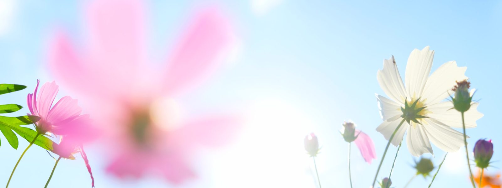 Soft focus of cosmos flowers on sunlight and clear blue sky.