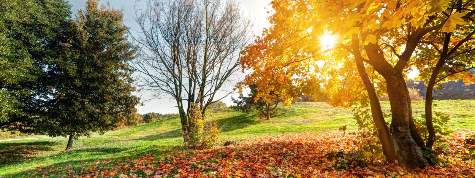 Autumn, fall landscape in park. Colorful leaves, sunny blue sky.