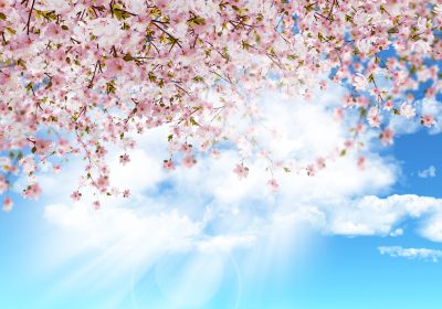 3D render of cherry blossom on a blue sunny sky